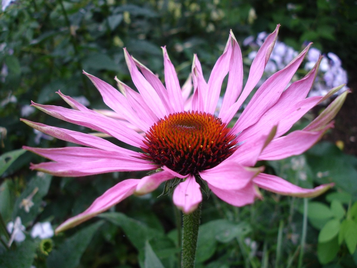 Echinacea, Rød solhat. 90 kapsler, veganske